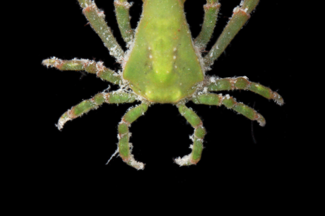 A green huenia crab by Jody Martin