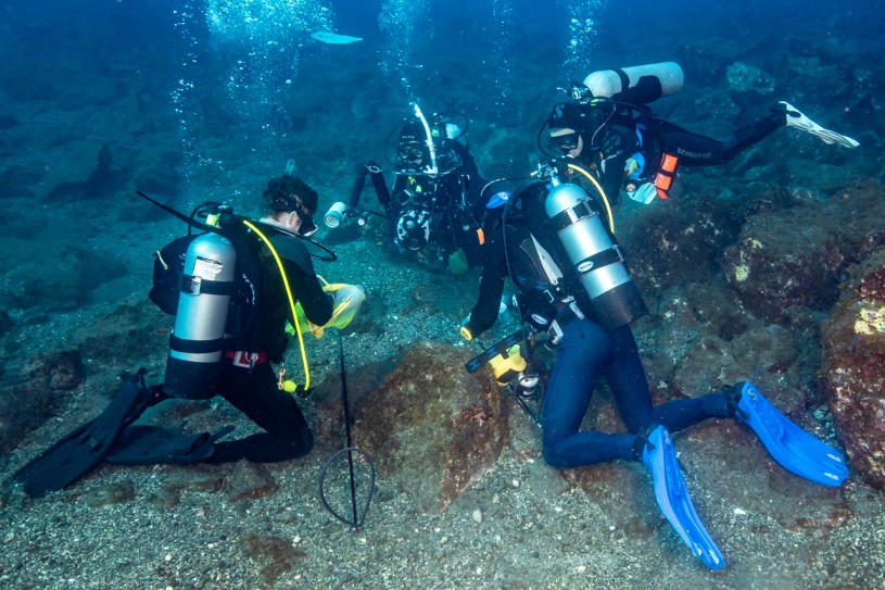 Scuba divers searching for the holotype tail spot wrasse on the ocean floor